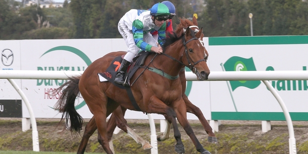 Babe will have two of her stablemates as rivals for the Gold Trail Stakes at Hastings on Saturday. Photo / Trish Dunell