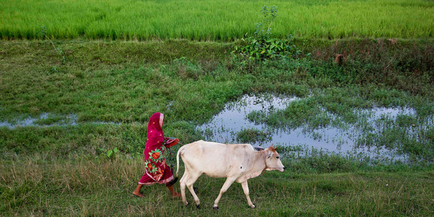 An Indian woman walks with a cow in a paddy field near the India-Bangladesh border at Jhalchar, Assam, India. Photo / AP