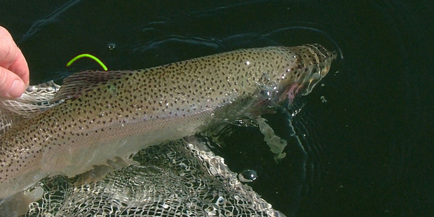 A tagged trout. Photo/Supplied