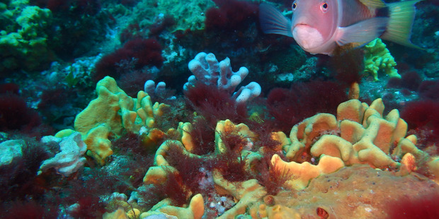 A scarlet wrasse, at the reef 11km offshore from Patea.