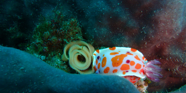 A clown nudibranch and its rose-shaped egg case, both tucked into a sponge.