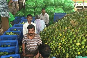 The crowded Delhi fruit market is the eventual destination of kiwifruit exported from the Bay of Plenty. Photo/Juliet Rowan