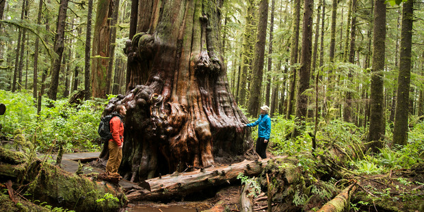 Vancouver Island Ancient Forest. Photo / Richard Graham