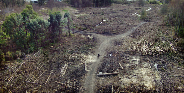 An event to re-plant Linton Park will take place on Saturday. Photo/Stephen Parker