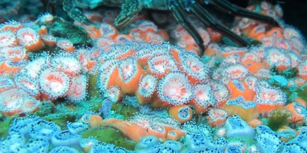 Jewel anemones, Corynactis australis. PHOTO/ JOSH RICHARDSON