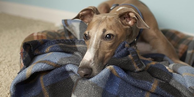 This is a shot of Milo, our italian greyhound, in our living room.