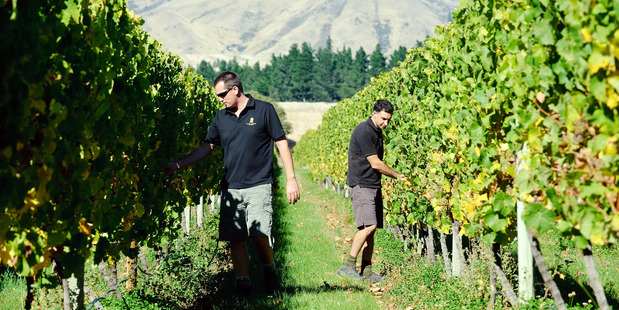 NZ wine is among the most expensive in many markets in terms of average pricing. Photo / Mark Coote