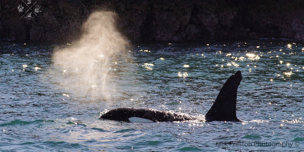 Preston said the animals "appeared out of nowhere". Photo / Jack Preston photography