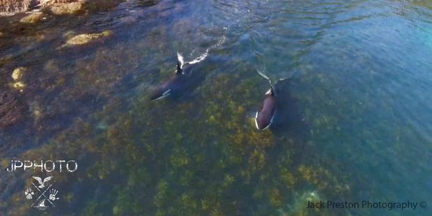 Preston followed the animals using a drone. Photo / Jack Preston photography