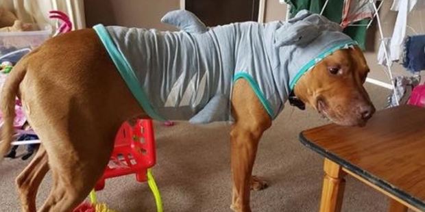 This rare breed of shark is more paws than jaws, and his bark is worse than his bite. Photo / via Facebook
