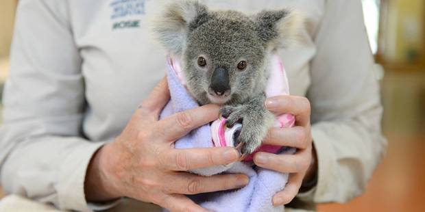 The hospital treats an average of 70 to 80 koalas every month. Photo / Ben Beaden, Australia Zoo
