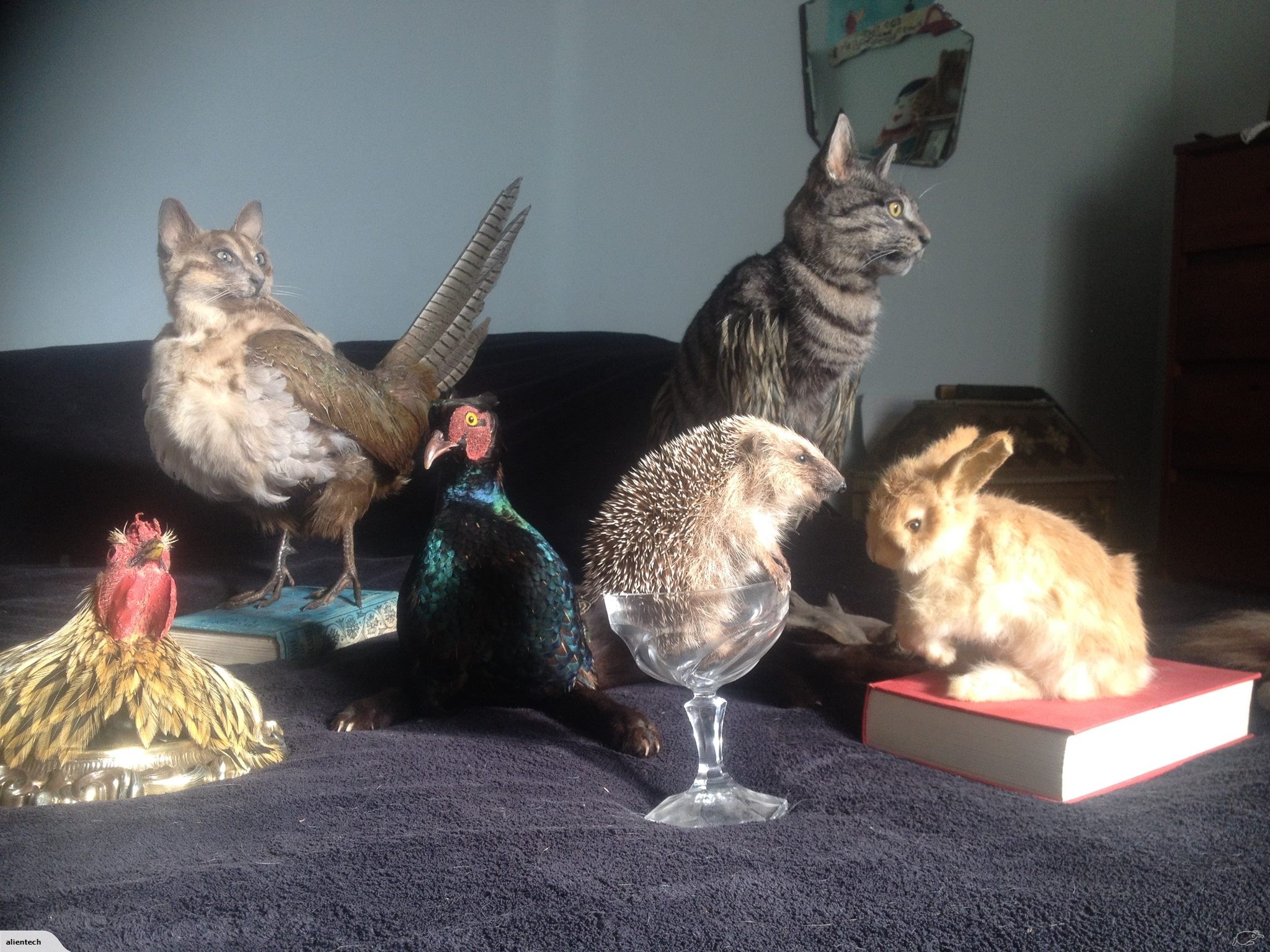 The auction features a range of mixed taxidermy subjects. Photo / via Trade Me