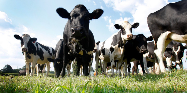 Two farm workers were paid out after an unfair dismissal claim was upheld by the ERA. Photo/Christine Cornege