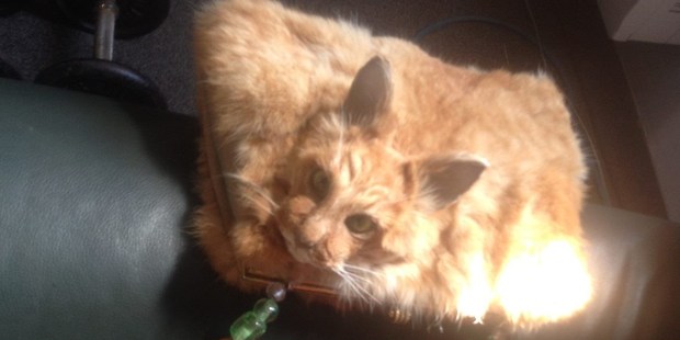 A taxidermy cat handbag for sale on Trade Me. Photo / Trade Me