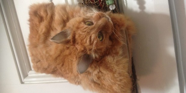 A taxidermy cat handbag for sale on Trade Me. Photo / Trade Me