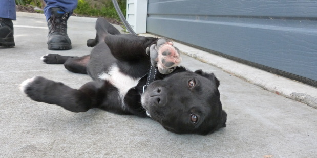 Luna is a friendly and playful puppy looking for a home.