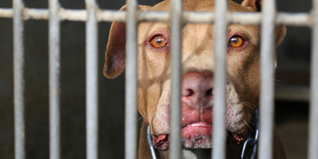 A red-nose pitbull dog, still wearing his chain, is caged at the Waitakere City Council animal pound. NZ Herald Photograph by Paul Escourt.