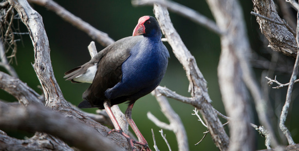 The video showed the student "breasting" the bird for cooking. PHOTO/Greg Bowker