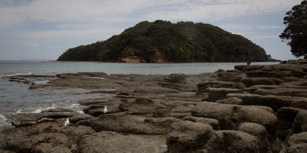 Crayfish numbers at the Goat Island Marine Reserve are at an all time low. Photo/file