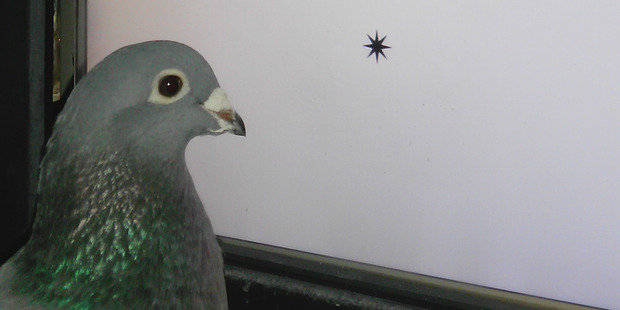 Pigeons have quite a way with words, Otago researchers have found.