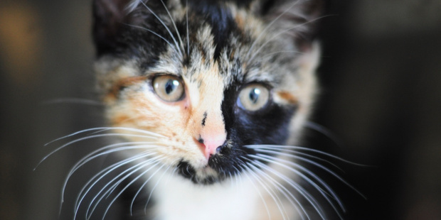 Cat curfews, mandatory de-sexing and microchipping of feline friends are part of a new proposal for responsible pet ownership. Photo/ file