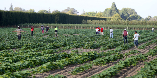 Government reports say human labour trafficking occurs within the horticulture, hospitality, nursing, manufacturing and tourism industries, among others. Photo / Duncan Brown