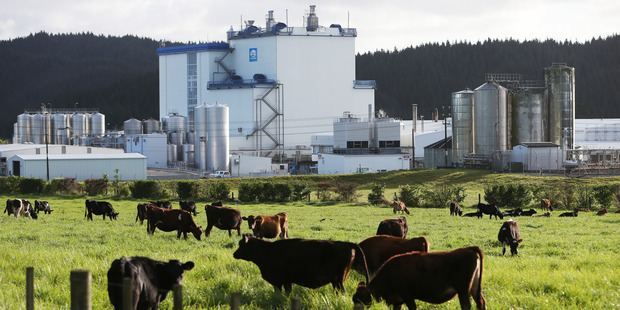In New Zealand and overseas, dairy supply and demand are coming back into balance. Photo / Michael Cunningham