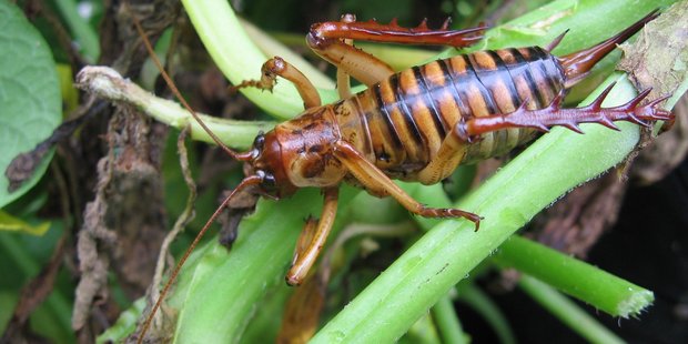 The Department of Conservation has published a new stocktake of New Zealand's orthoptera insects, including weta. Photo: File