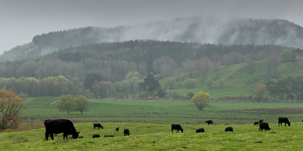 Wet spell: Cattle grazing near Lake Tutira, between Napier and Wairoa. Photo/Warren Buckland.