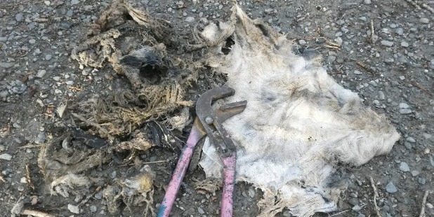 What was left of a bathmat was pulled out of a sewer system in Queenstown this week. Photo/Supplied
