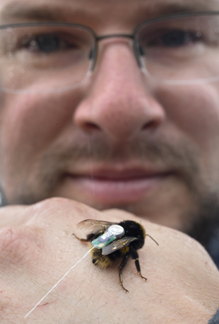 Plant and Food Research pollination expert Dr David Pattemore pictured with a bumble bee queen he has just fitted with a transmitter. Photo / Alan Gibson