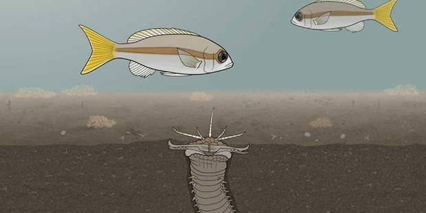 The ambushing Bobbit is covered with sand and lures its prey with the protruding antennae; the jaws are under tension like an armed spring trap. Photo: Department of Biomedicine, University of Basel