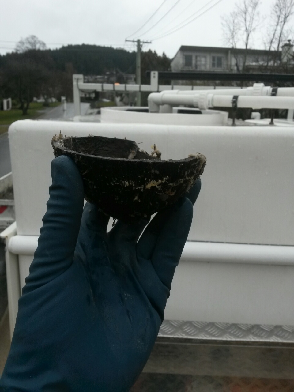 Half a coconut emerged from the sewer system last month. Photo/supplied