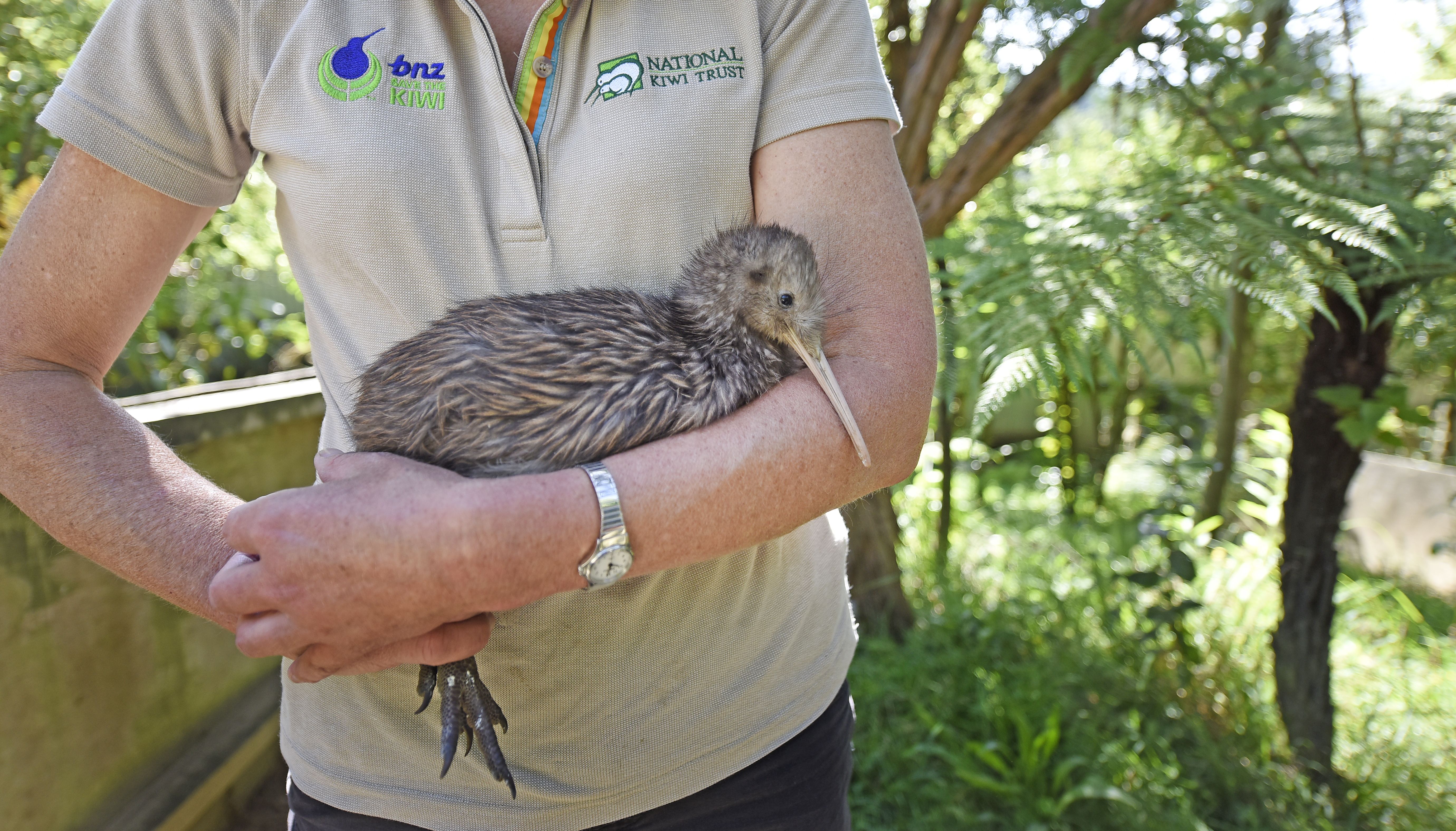 Kiwi keeper Carmel Richardson of Kiwi Encounter holding the young Granite. Photo/George Novak