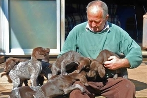 Kerikeri dog breeder Jim Broadbent with a litter of German shorthaired pointers, four of which have been selected to work as conservation dogs.