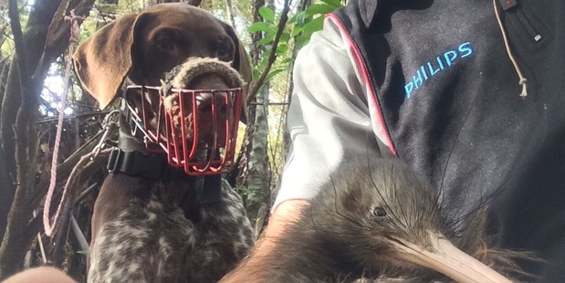 Leroy keeps a close eye on the kiwi he has just found.
