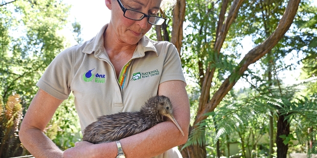 Rainbow Springs kiwi keeper Carmel Richardson with juvenile kiwi Granite who was transported to Warrenheip Creche yesterday. Photo / George Novak