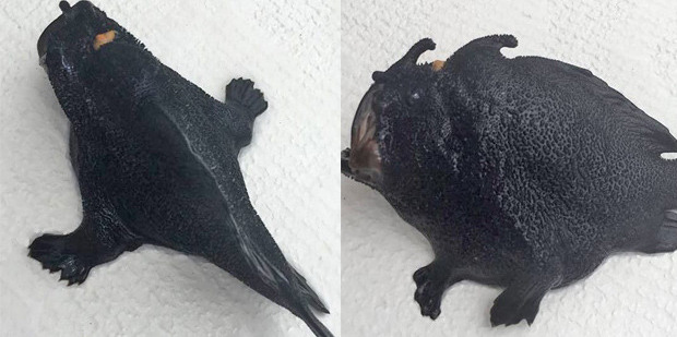 Is it a frog? Is it a fish? Photo / Facebook