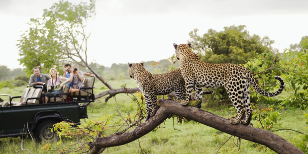 How much wildlife viewing is enough? Photo / Getty Images