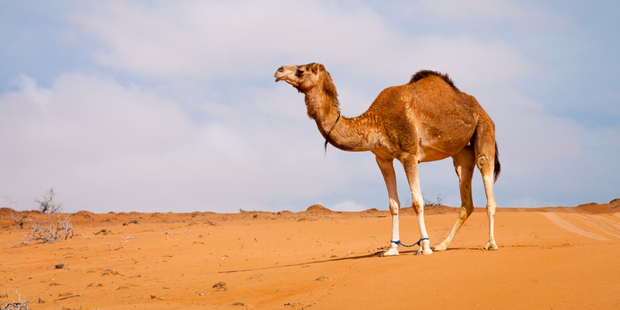 Arabian camel in Wahiba Sands, Oma. Photo / Getty Images