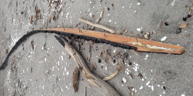 A piece of the wreckage of Pee Jay V that sunk of the coast of Whakatane after setting on fire