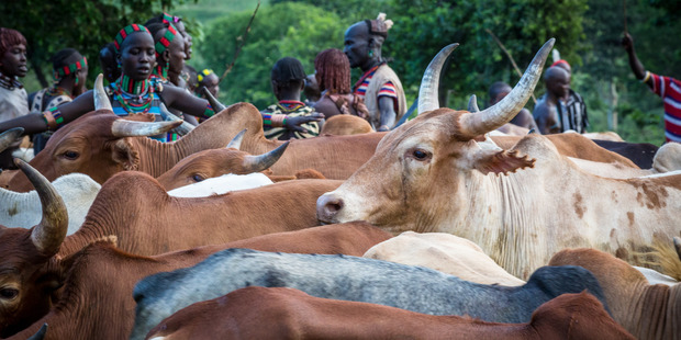 Shele is all you imagine an African village to be: thatched roof huts, goat pens and cows wandering around. Photo / Guy Needham