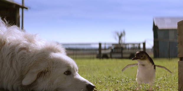 A scene from the film Oddball about the project top save Little Penguins on Middle Island off the Melbourne Coast, Victoria, using Maremma sheepdogs to scare off predating foxes.