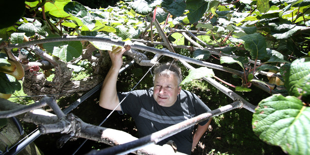Papamoa kiwifruit grower Rob Thode said he expected to lose up to 15 per cent of his crop to Psa this season. He is spending on average $2000 to $3000 per hectare on management of the bacteria along with many other growers. Photo / John Borren
