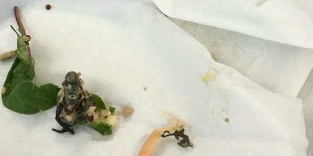 Another photo of the unwanted surprise found in a Tank meal. Photo / Val Thomas