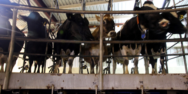 Fonterra said the lower production was largely the result of a low milk prices, where farmers have reduced stocking rates and supplementary feeding to reduce costs. Photo / NZME.