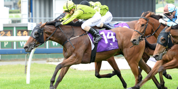 Snow Secret contests the Wellington Cup tomorrow. Photo / File