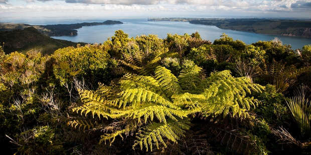 The view towards Manukau from Mt Donald McLean Lookout. Photo / Richard Robinsomn