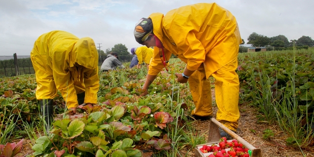 Bobbie Antonievic (right), hard at work in his first year picking strawberries, at Scott's Strawberry Farm, Havelock North, in the rain yesterday. Photo / Warren Buckland