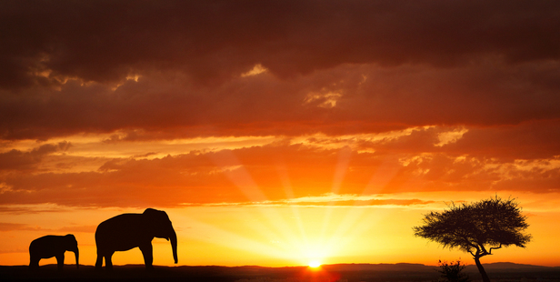 Africa is calling, but booking accommodation is not simple. Picture / iStock